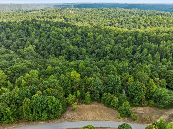 a view of a lush green forest