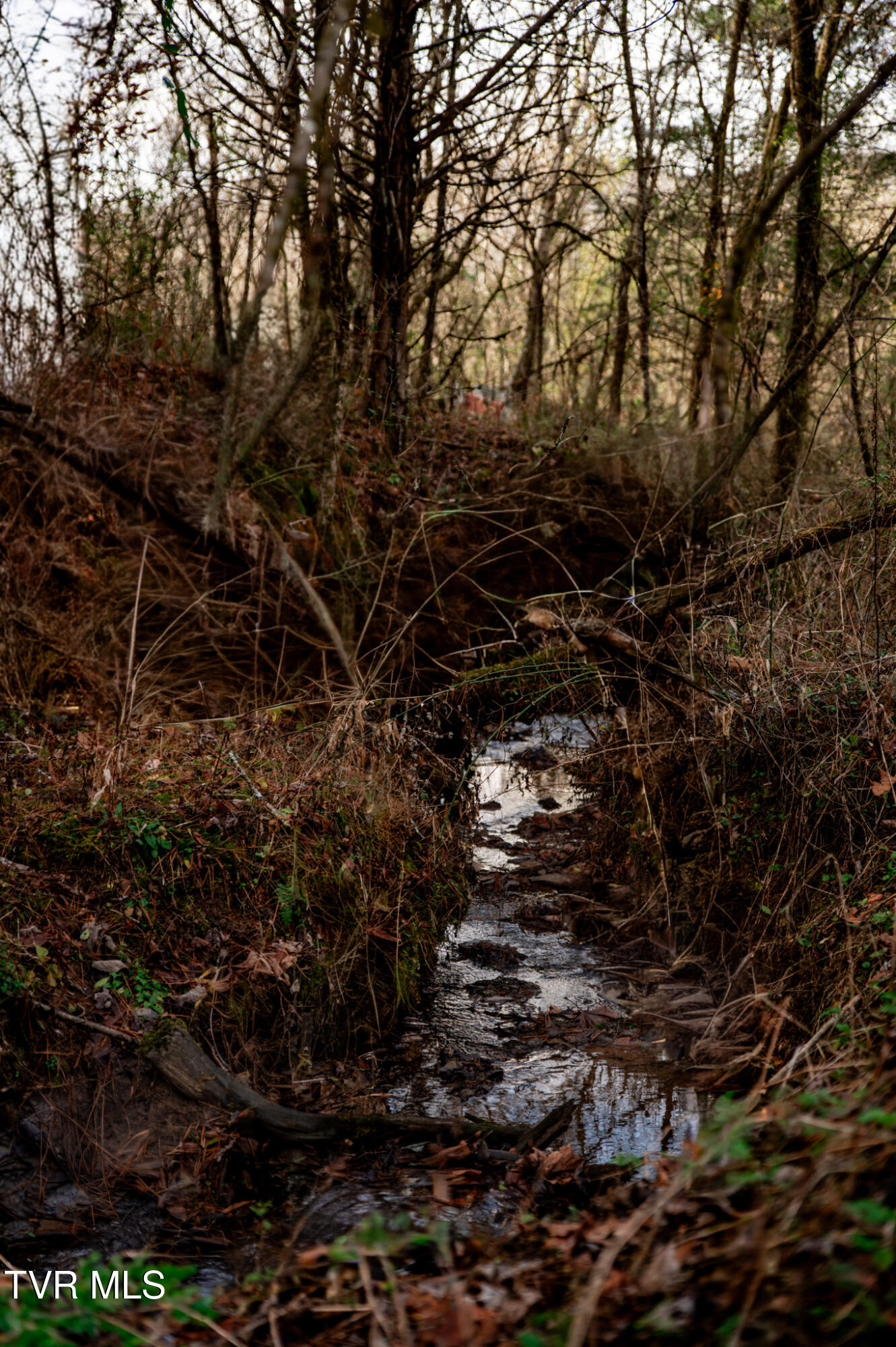 Tbd Panther Creek Road Sneedville, TN 37869 - Photo 11 of 48 CF2_1002