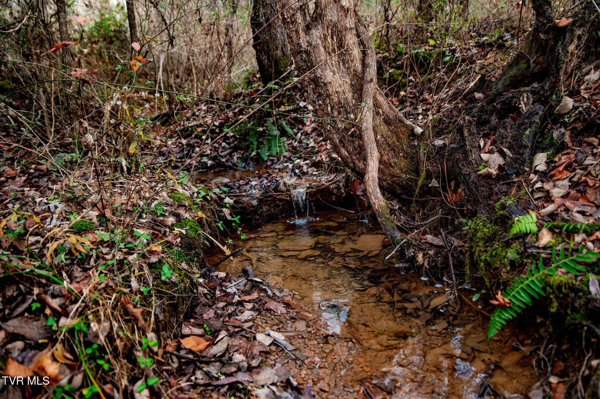Tbd Panther Creek Road Sneedville, TN 37869 - Photo 13 of 48 CF2_1031