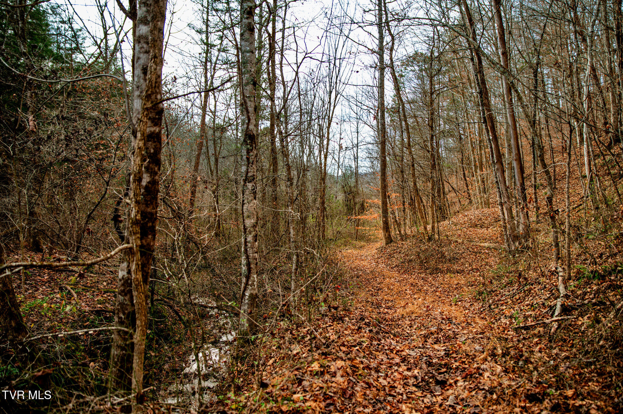Tbd Panther Creek Road Sneedville, TN 37869 - Photo 20 of 48 CF2_1025