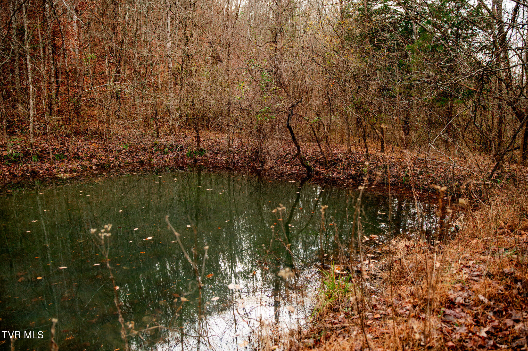 Tbd Panther Creek Road Sneedville, TN 37869 - Photo 9 of 48 CF2_1038