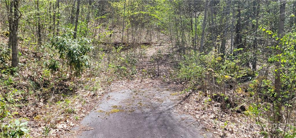 Off Angel Falls Trail Maggie Valley, NC 28751 - Photo 5 of 15 a view of a yard with a tree