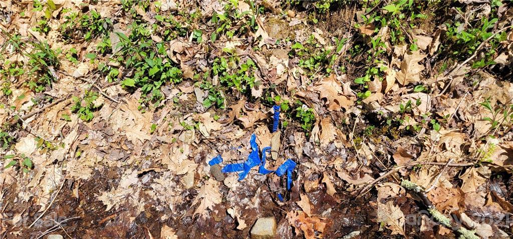 Off Angel Falls Trail Maggie Valley, NC 28751 - Photo 8 of 15 a close up of a tree