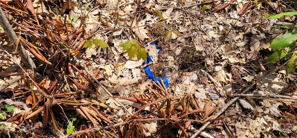 Off Angel Falls Trail Maggie Valley, NC 28751 - Photo 9 of 15 a picture of tree