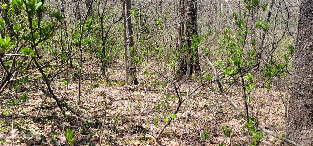 Off Angel Falls Trail Maggie Valley, NC 28751 - Photo 10 of 15 a backyard of a house with lots of plants