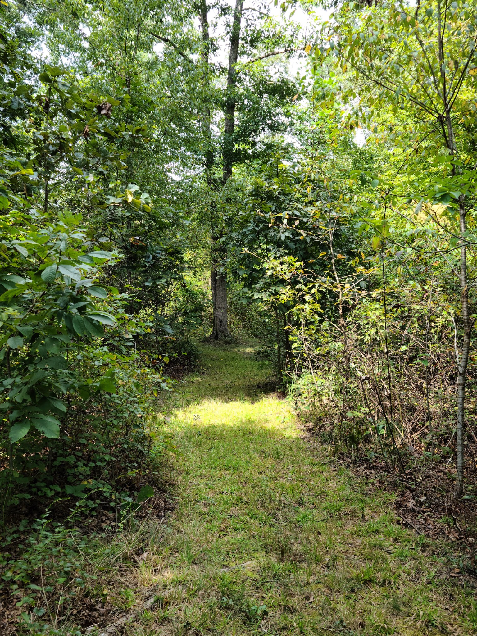 140 Neighbors Road Hohenwald, TN 38462 - Photo 44 of 49 Gallery Image 44