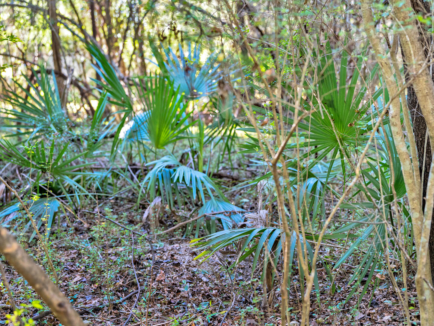 1115 Bulow Point Road Johns Island, SC 29455 - Photo 33 of 40 1115 Bulow Point