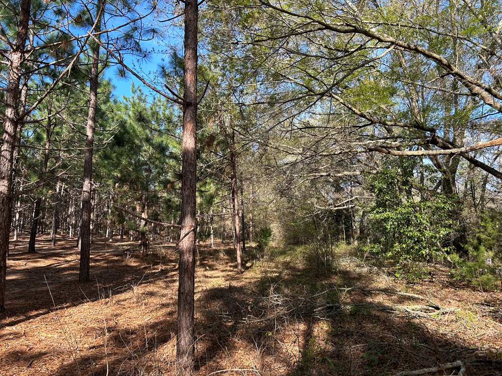 Lot 5-3 -ac Cty Road Newville, AL 36353 - Photo 3 of 13