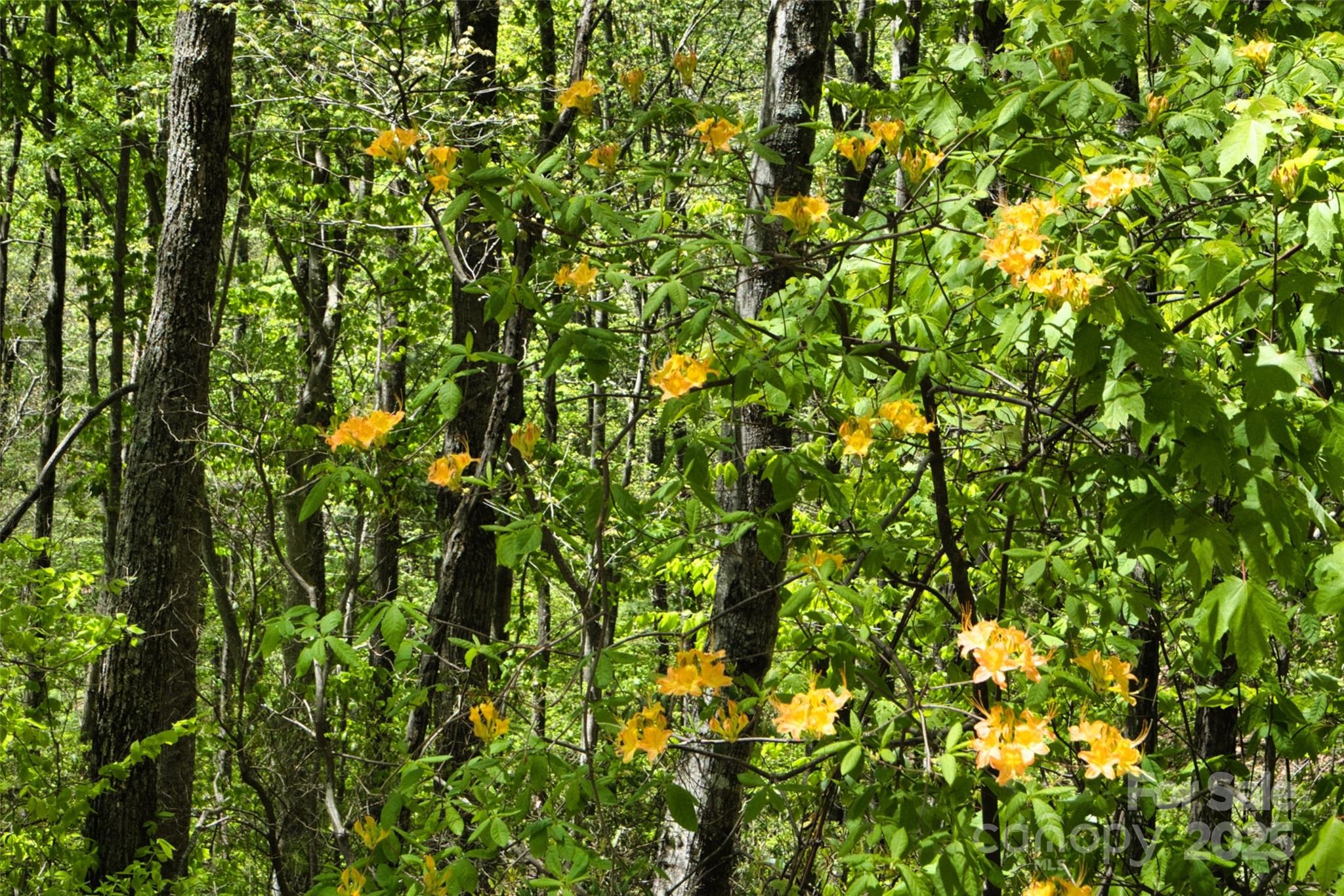 99999 Anderson Cove Road Barnardsville, NC 28709 - Photo 21 of 36