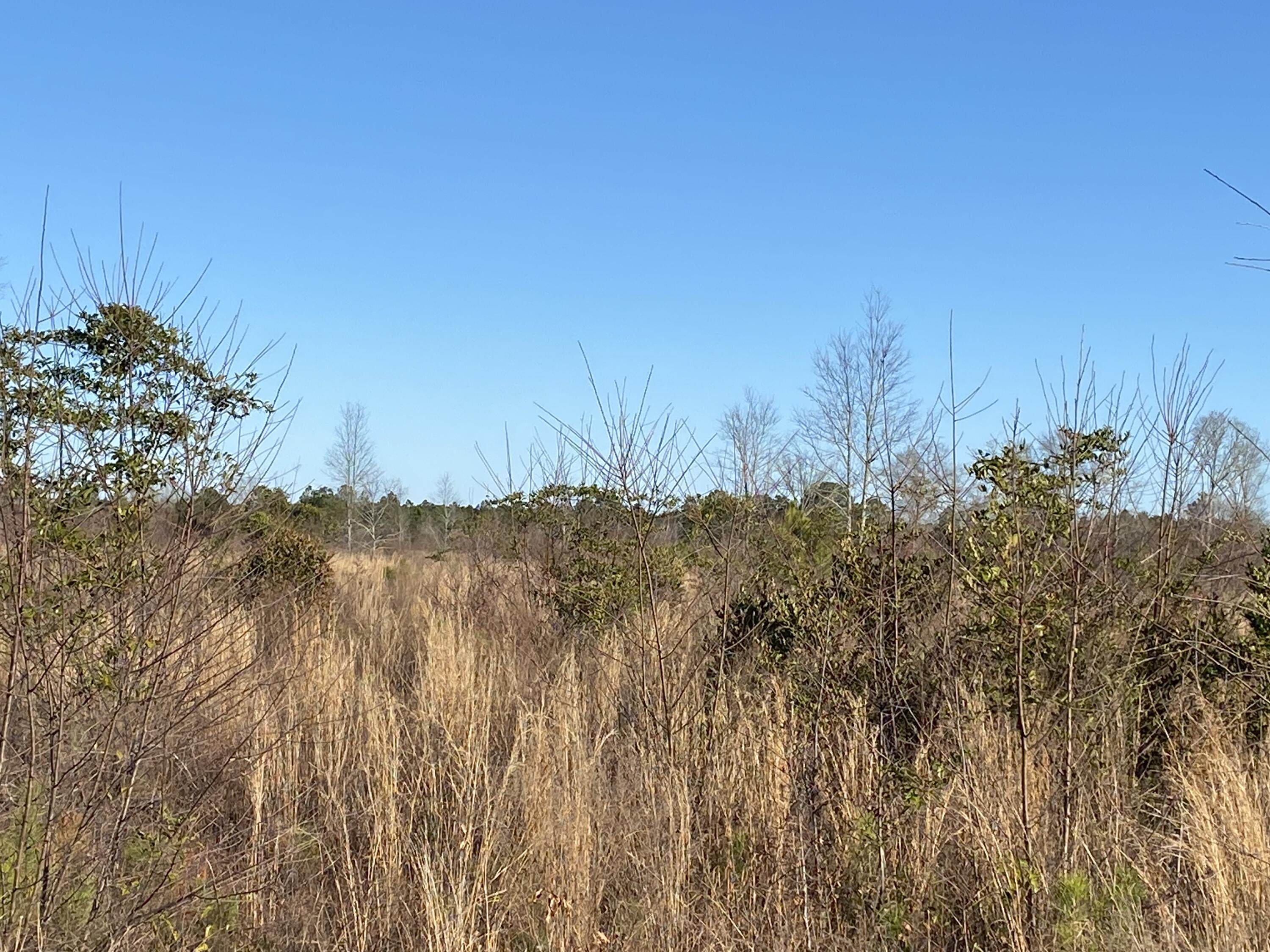 Lot 4 Old Shoals Road Monetta, SC 29105 - Photo 16 of 18