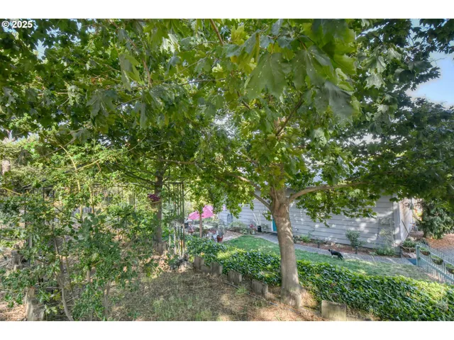 a view of a tree in a yard