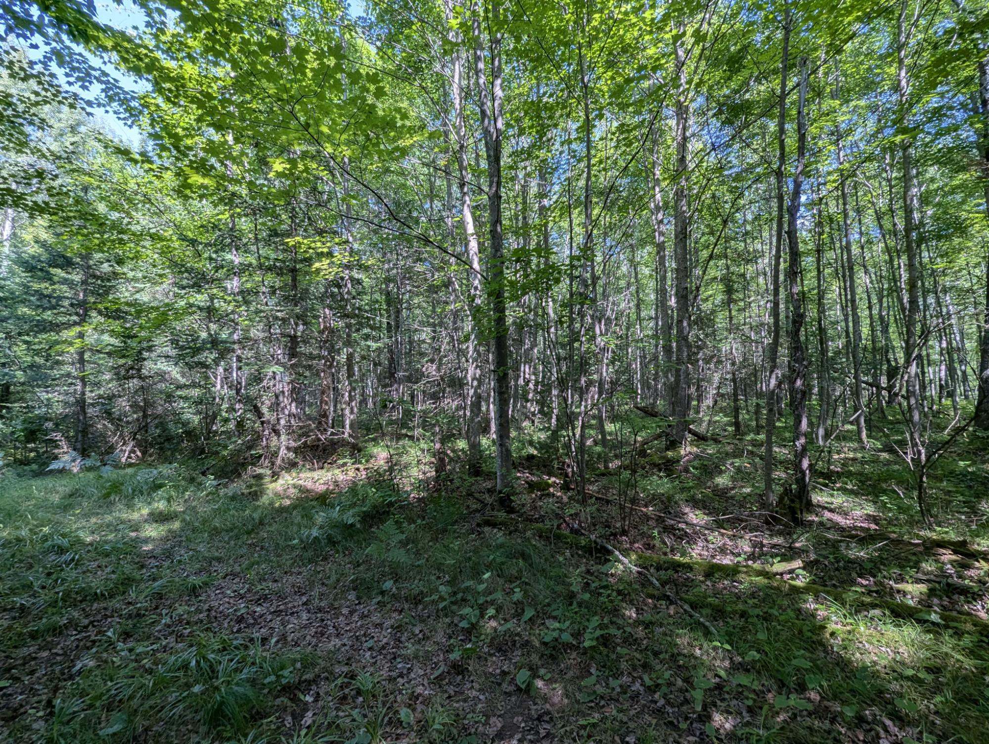 On On Fork Road Phillips, WI 54555 - Photo 5 of 15 Gallery Image 5
