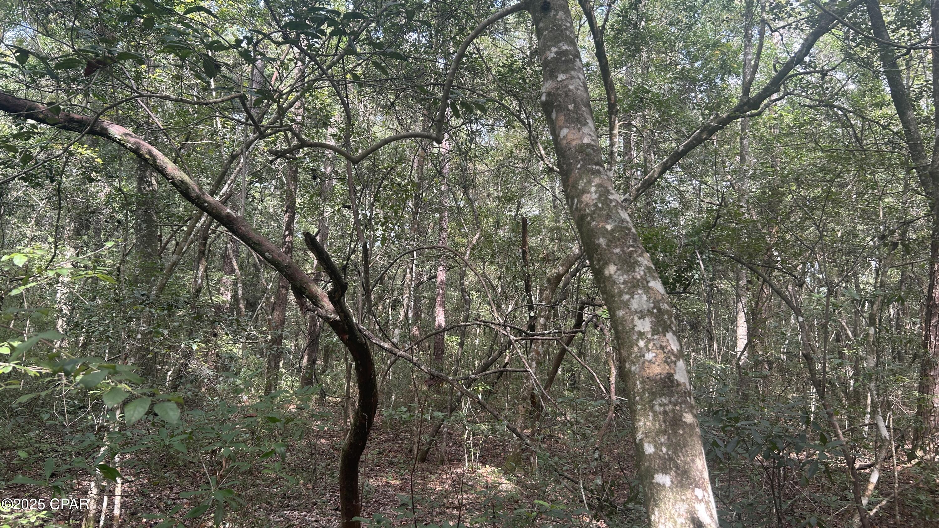 0 Strickland Road Ebro, FL 32437 - Photo 11 of 18