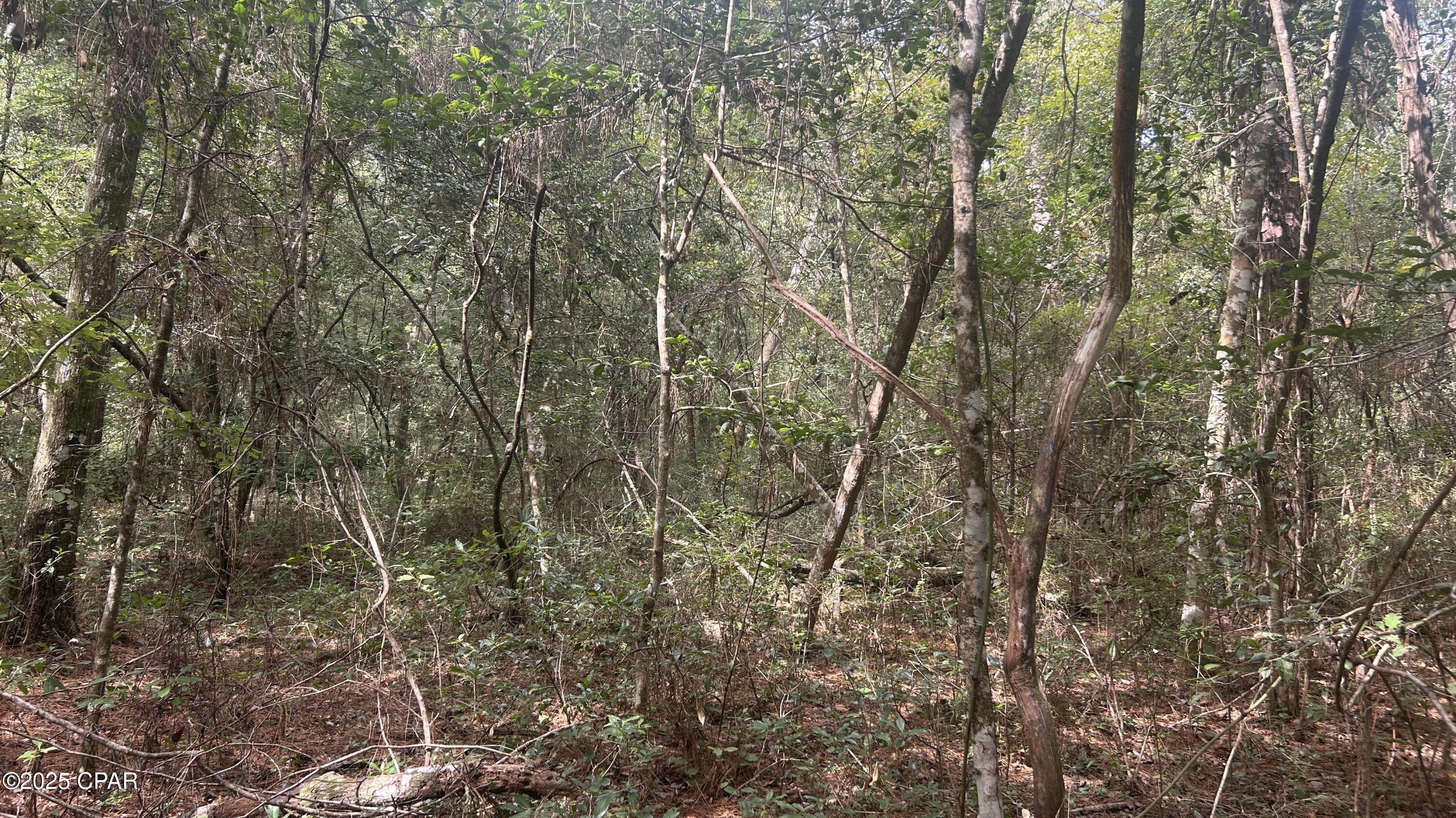 0 Strickland Road Ebro, FL 32437 - Photo 12 of 18