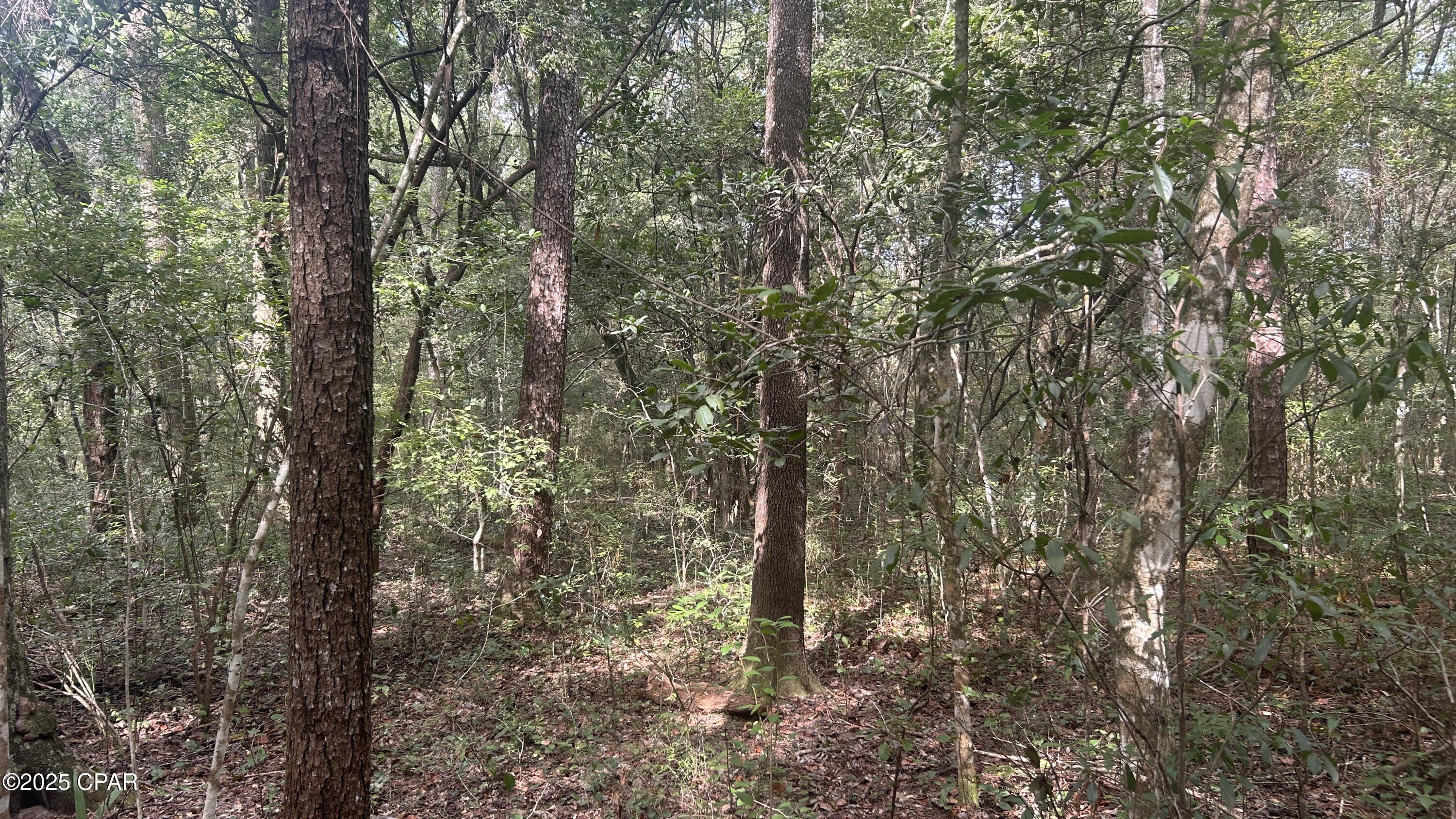 0 Strickland Road Ebro, FL 32437 - Photo 5 of 18