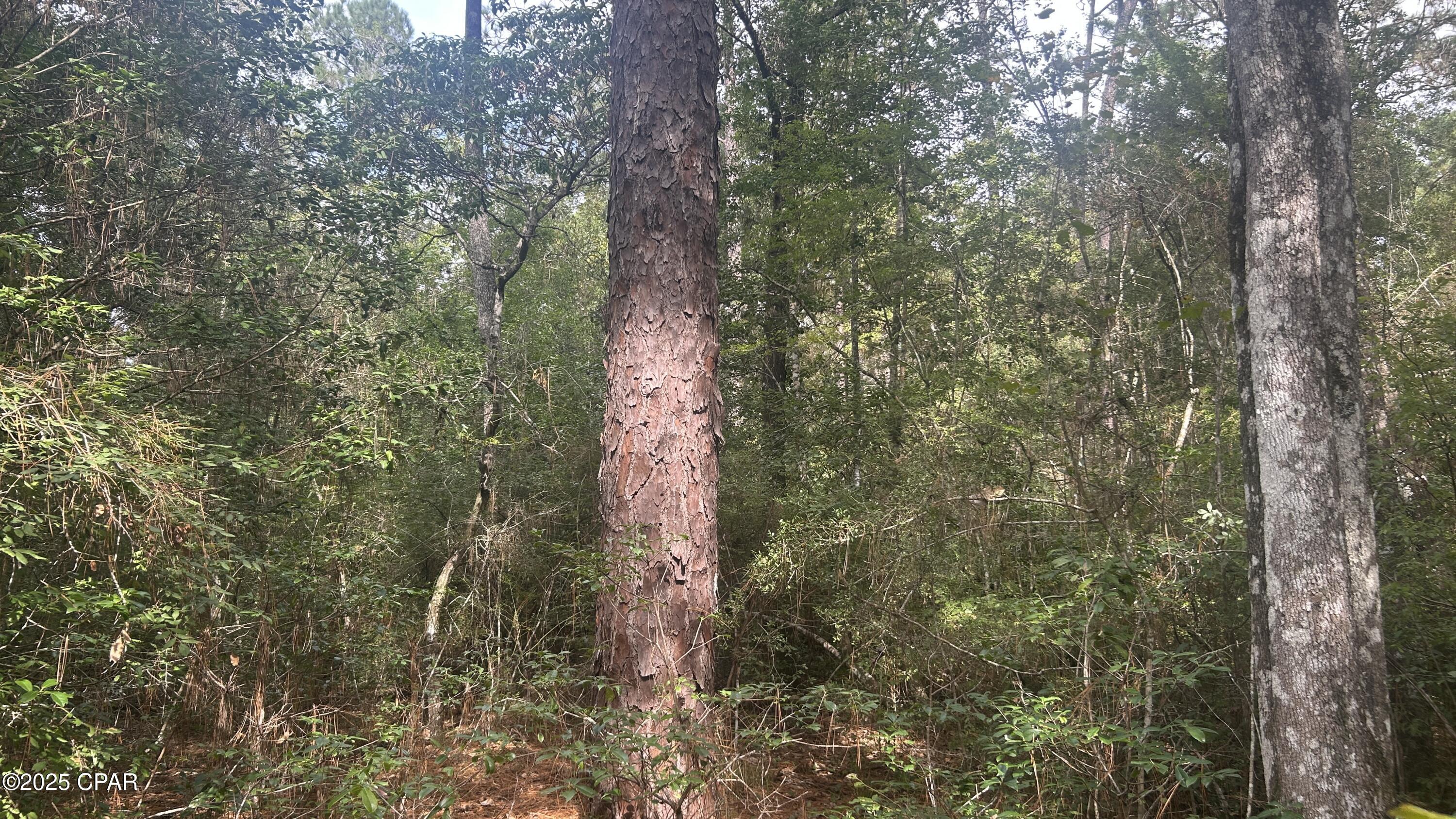 0 Strickland Road Ebro, FL 32437 - Photo 6 of 18