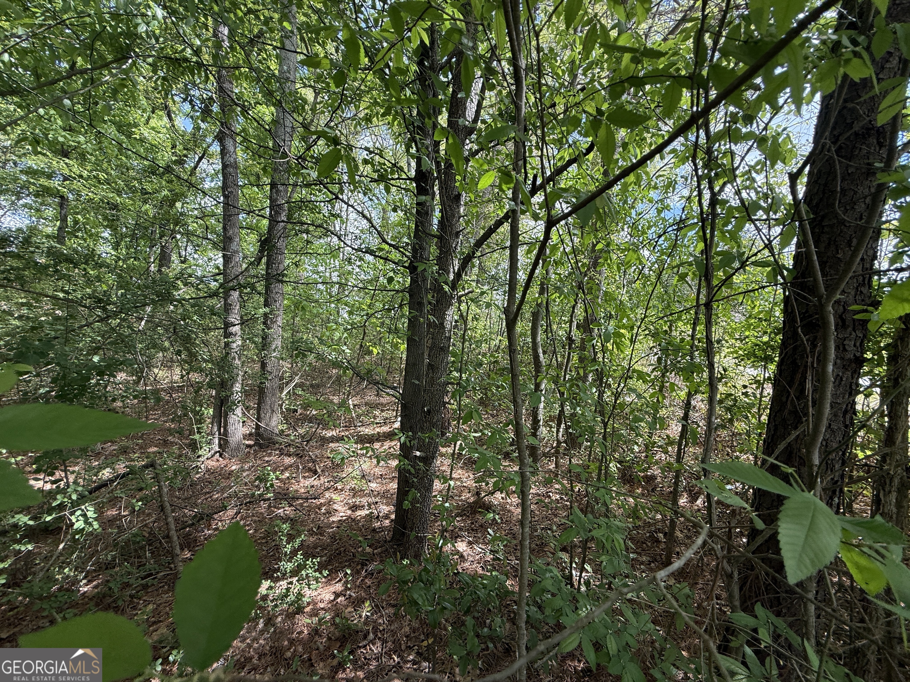 1868 Cedar Grove Road Conley, GA 30288 - Photo 4 of 19 a view of a forest filled with trees