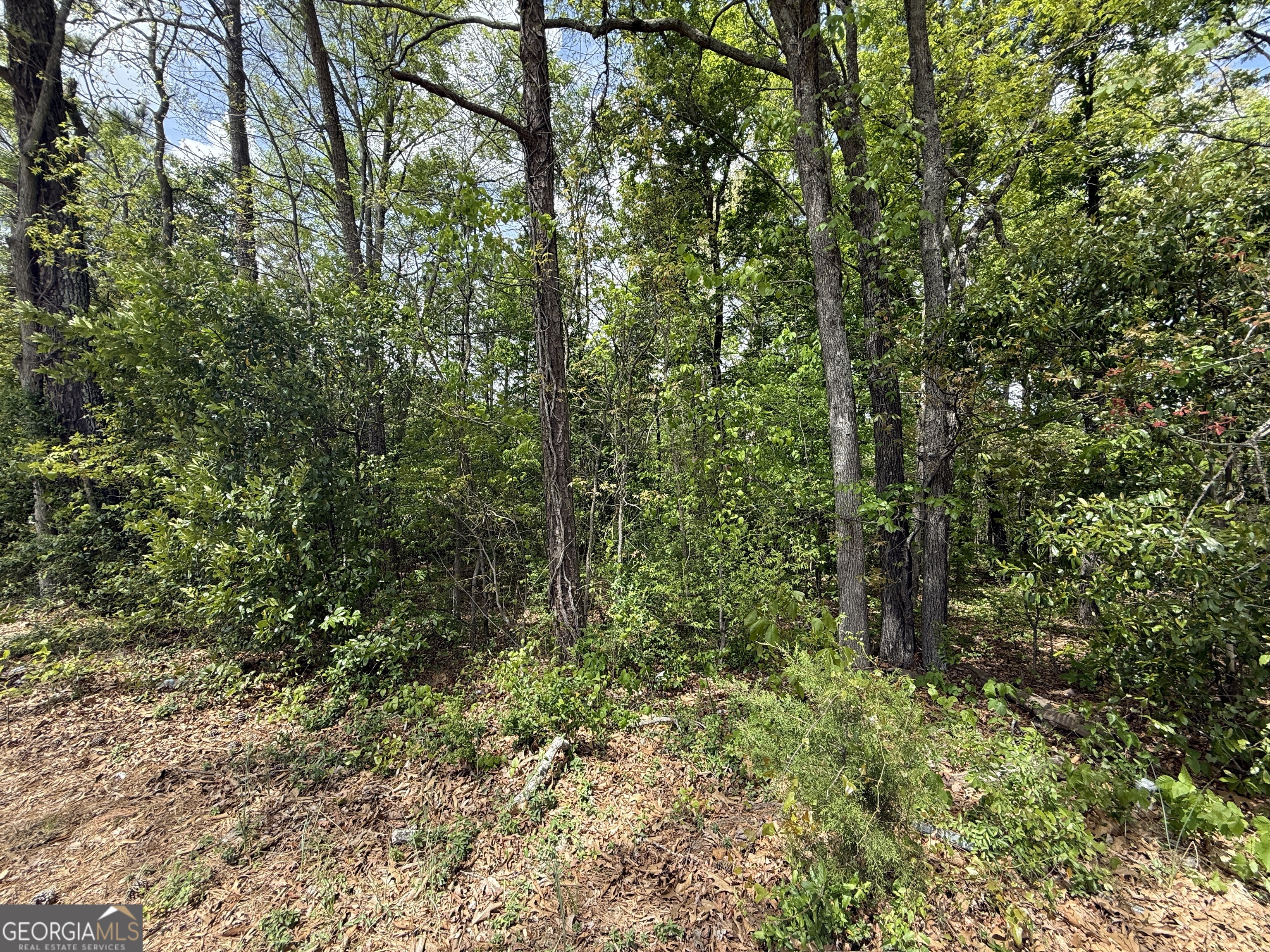 1868 Cedar Grove Road Conley, GA 30288 - Photo 6 of 19 a view of a forest with trees