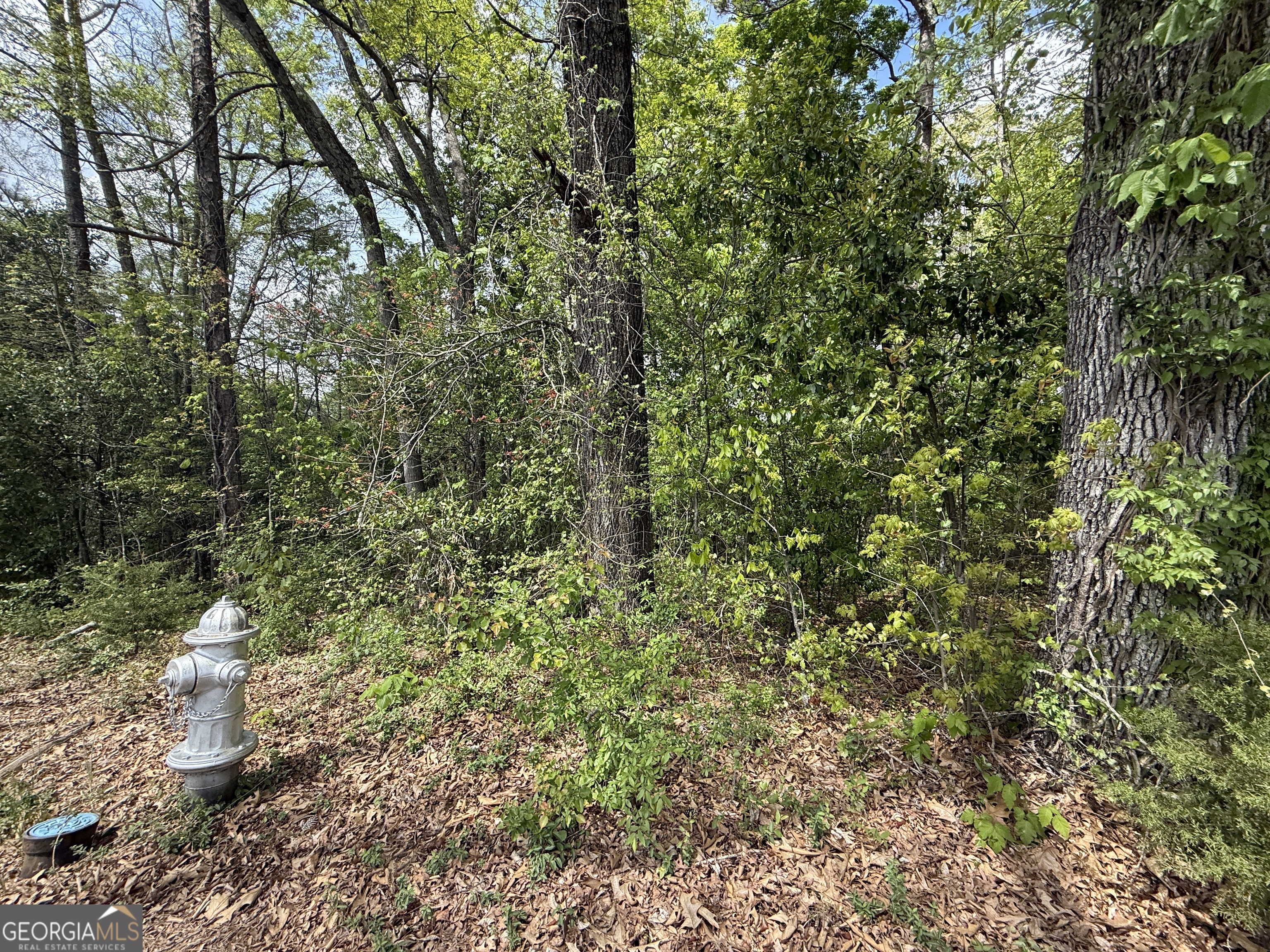 1868 Cedar Grove Road Conley, GA 30288 - Photo 7 of 19 a close up of a plant in a garden