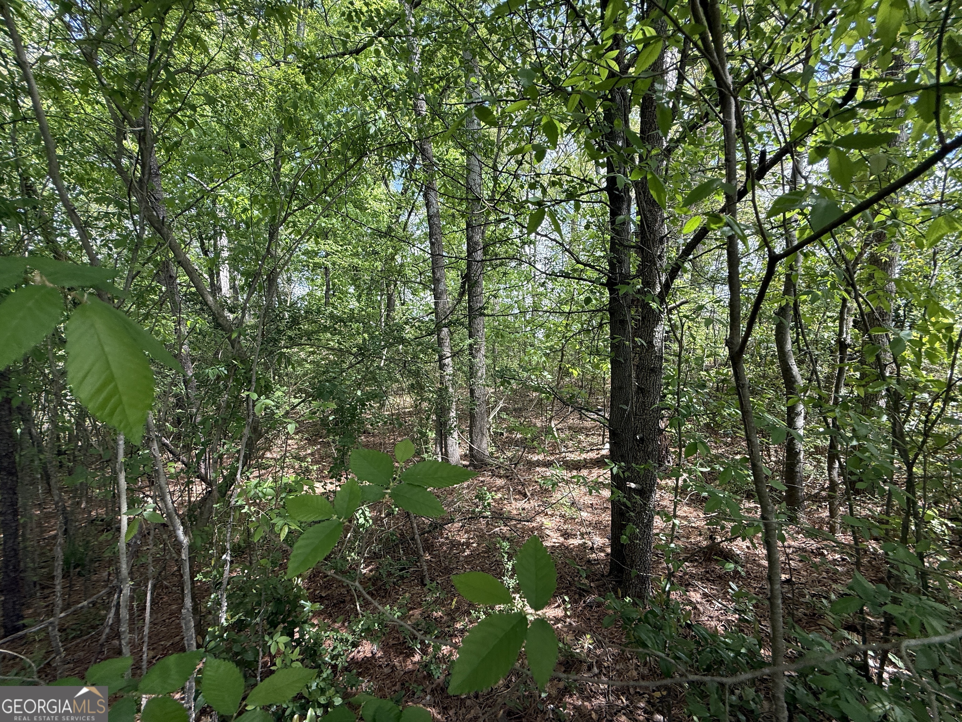 1868 Cedar Grove Road Conley, GA 30288 - Photo 8 of 19 a view of forest