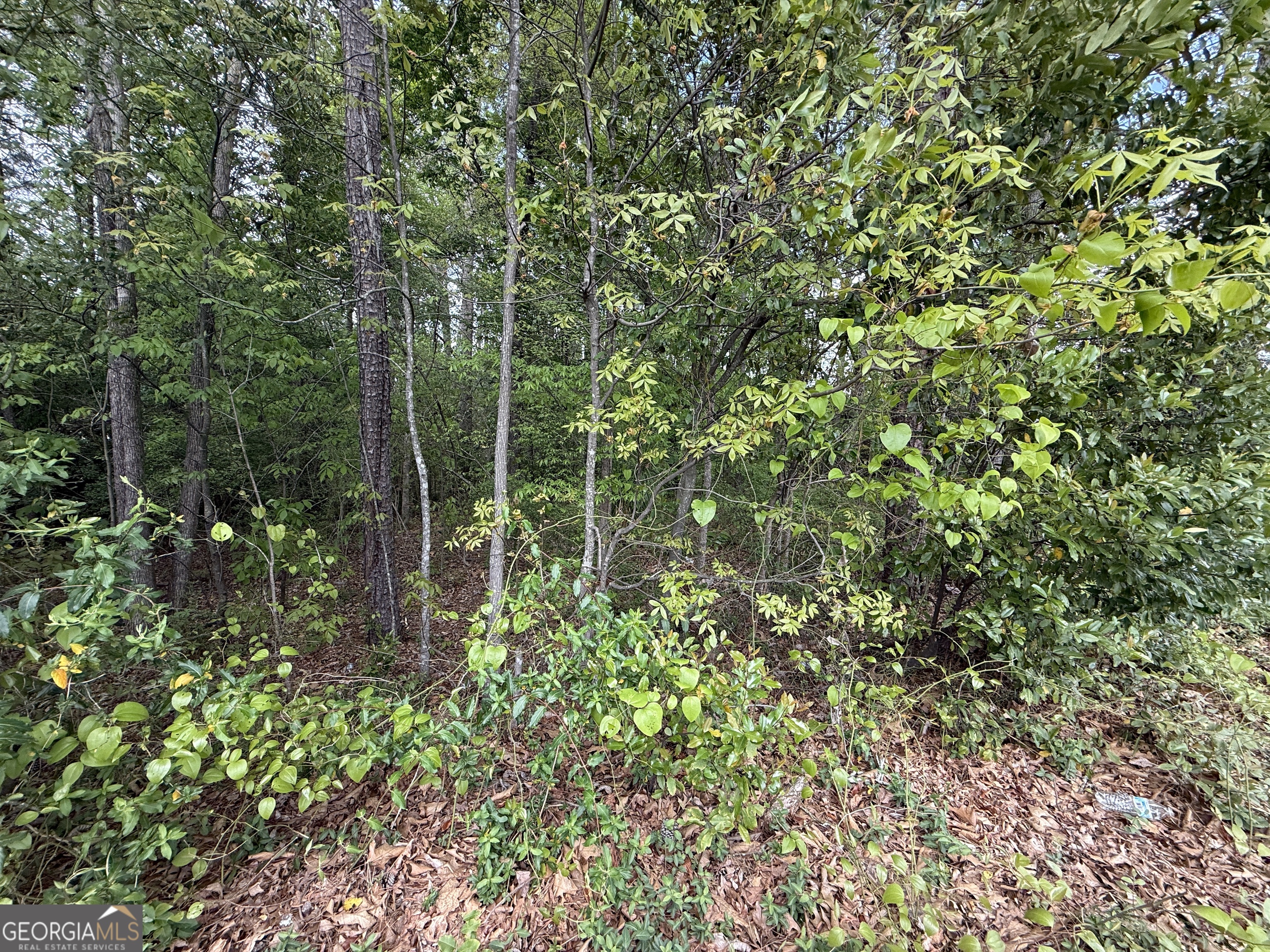 1868 Cedar Grove Road Conley, GA 30288 - Photo 9 of 19 a view of a forest with a tree