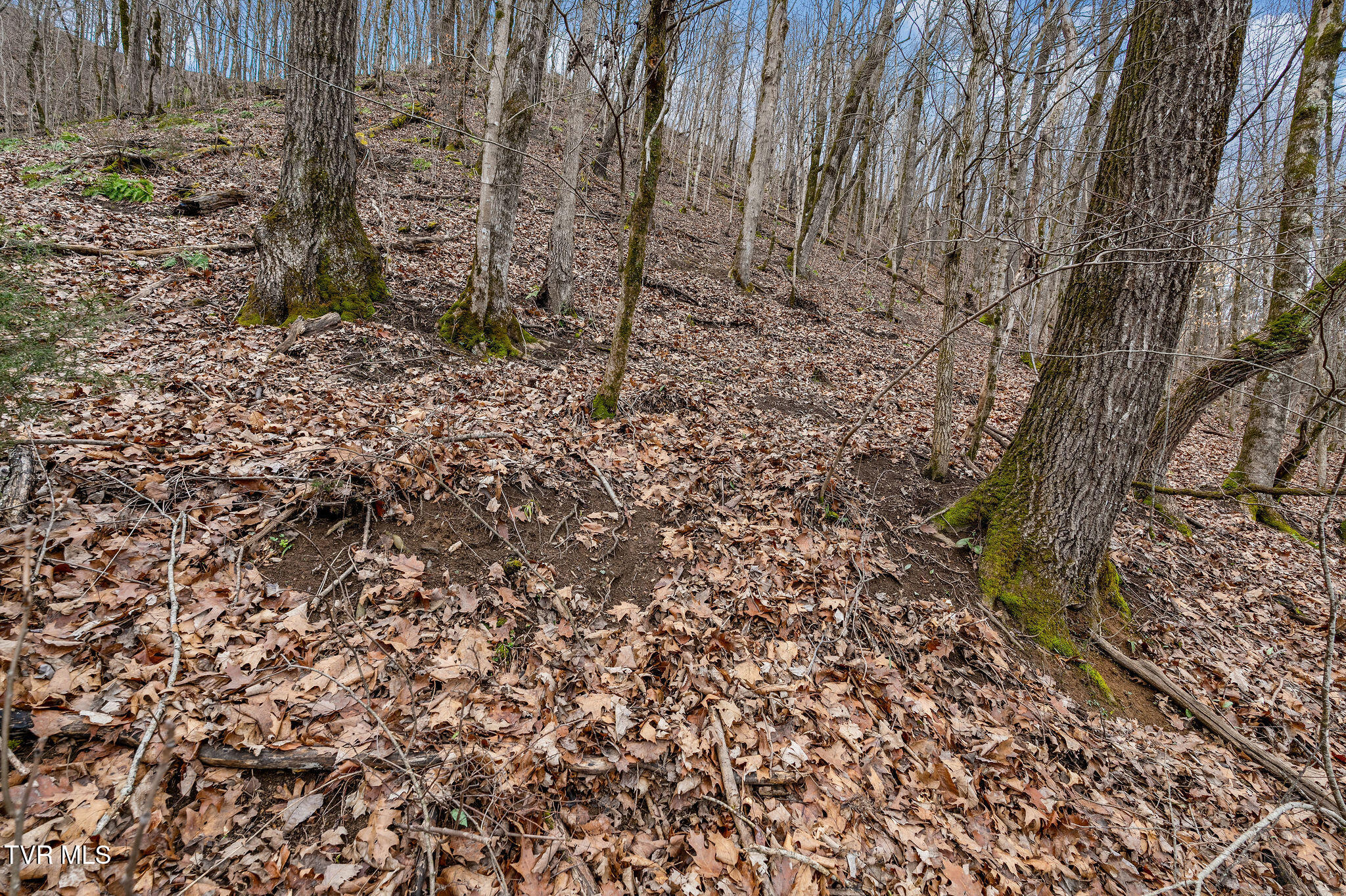Tbd Piney Flats Road Watauga, TN 37694 - Photo 52 of 60 DSC07411