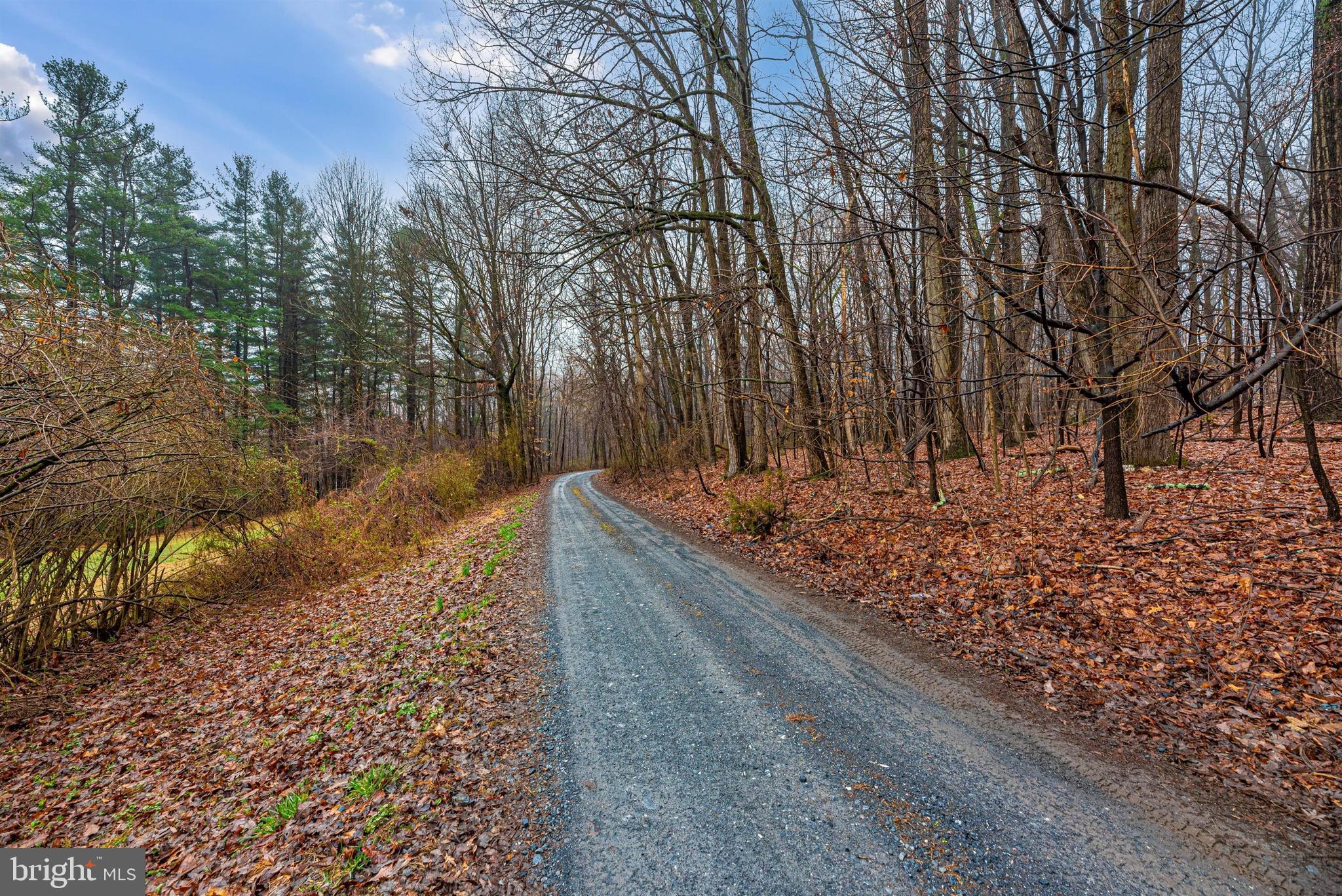 4517 Elmer Derr Road Frederick, MD 21703 - Photo 4 of 48 Tree-lined Driveway to House & Property