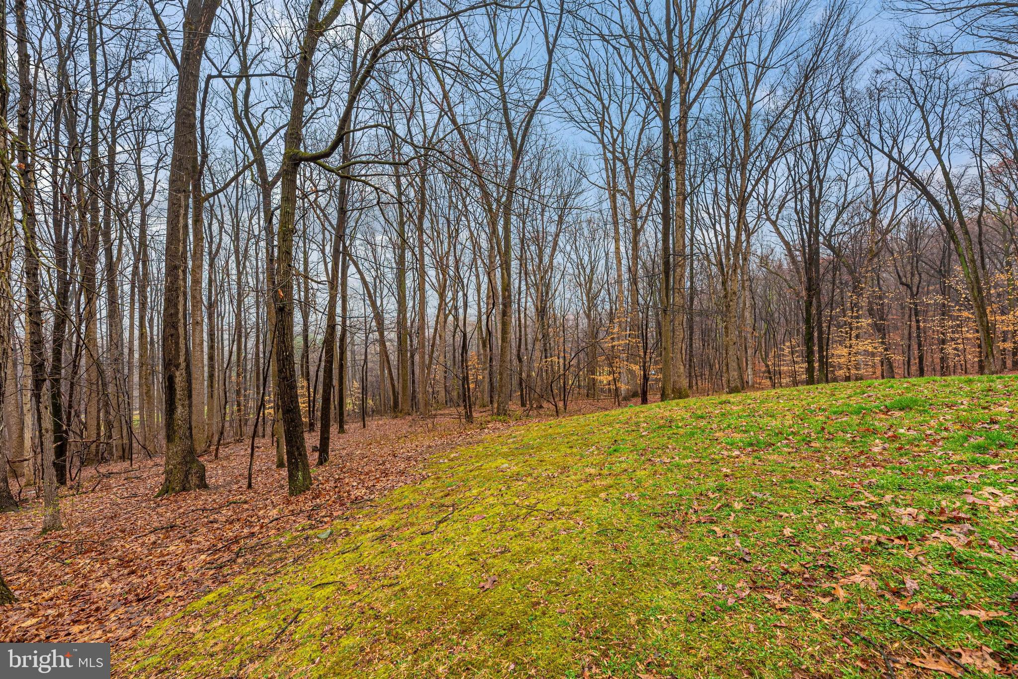 4517 Elmer Derr Road Frederick, MD 21703 - Photo 5 of 48 Front Yard View