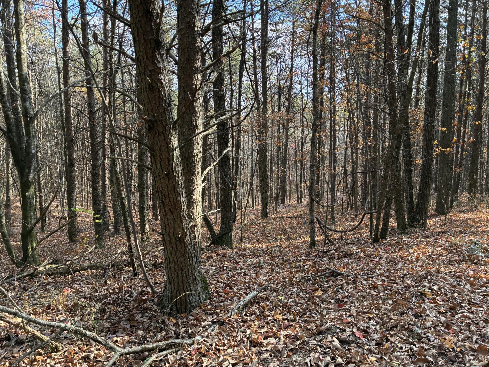 360 Bootleg Bend Guild, TN 37340 - Photo 14 of 42 Gallery Image 14