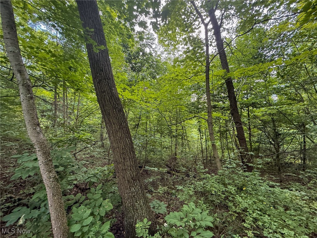 Sand Hill Road Bellaire, OH 43906 - Photo 11 of 34 View of wooded area