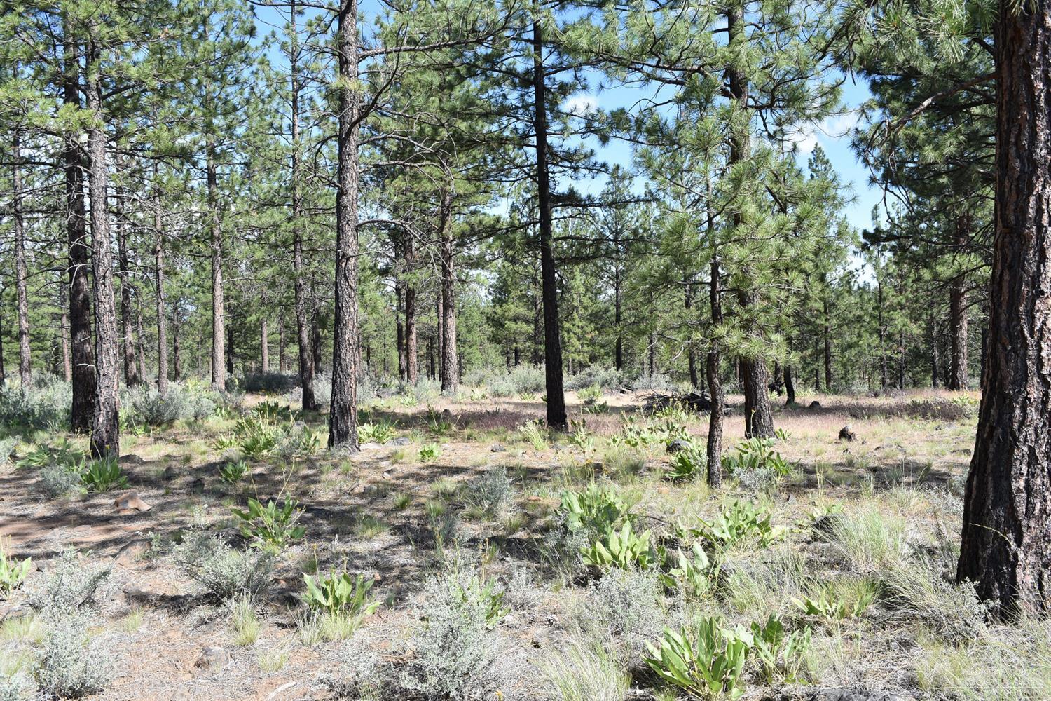 0 Black Butte Rd Camp Sisters, OR 97759 - Photo 13 of 19 Gallery Image 13