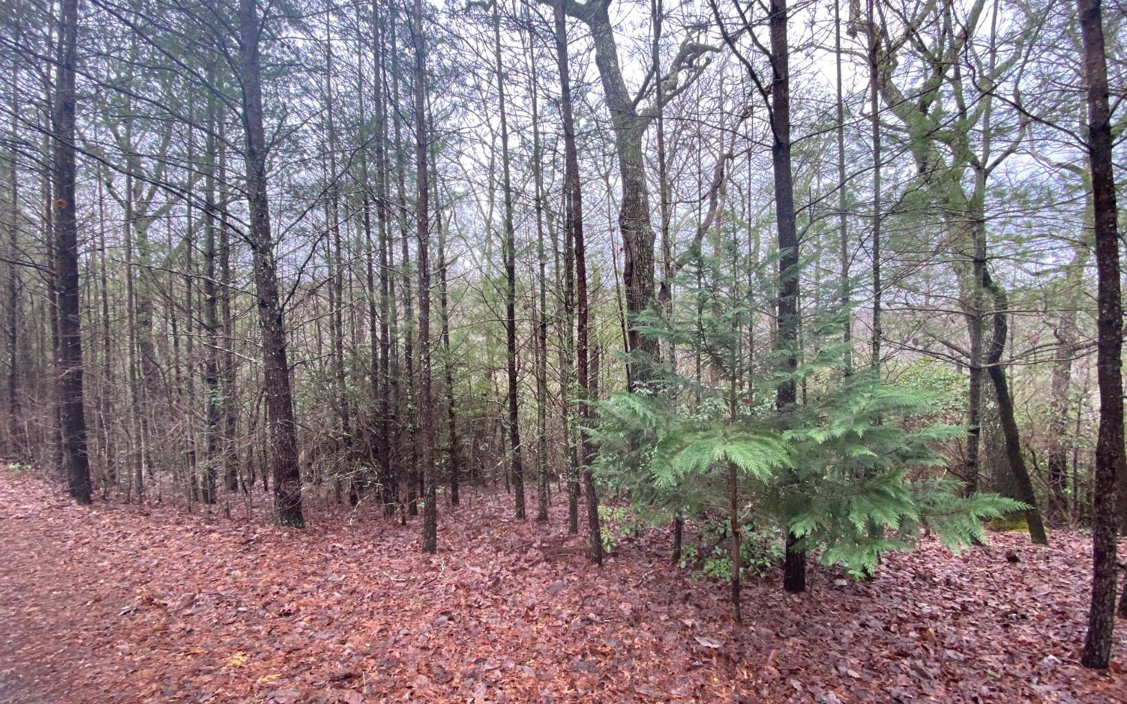 Lot 5 Allison Ridge Road Blairsville, GA 30512 - Photo 1 of 1 Main View