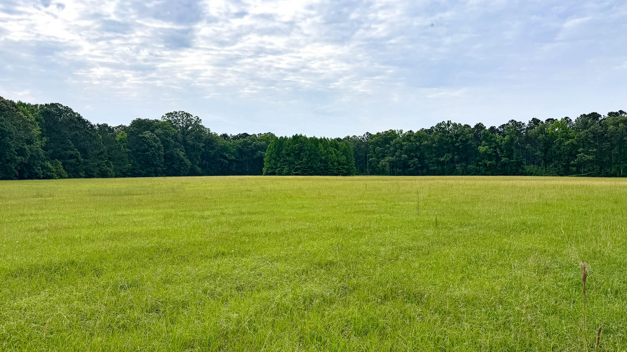 1034 Tuten Road Jacksonboro, SC 29452 - Photo 12 of 77 Hayne HallSC Land for Sale-12