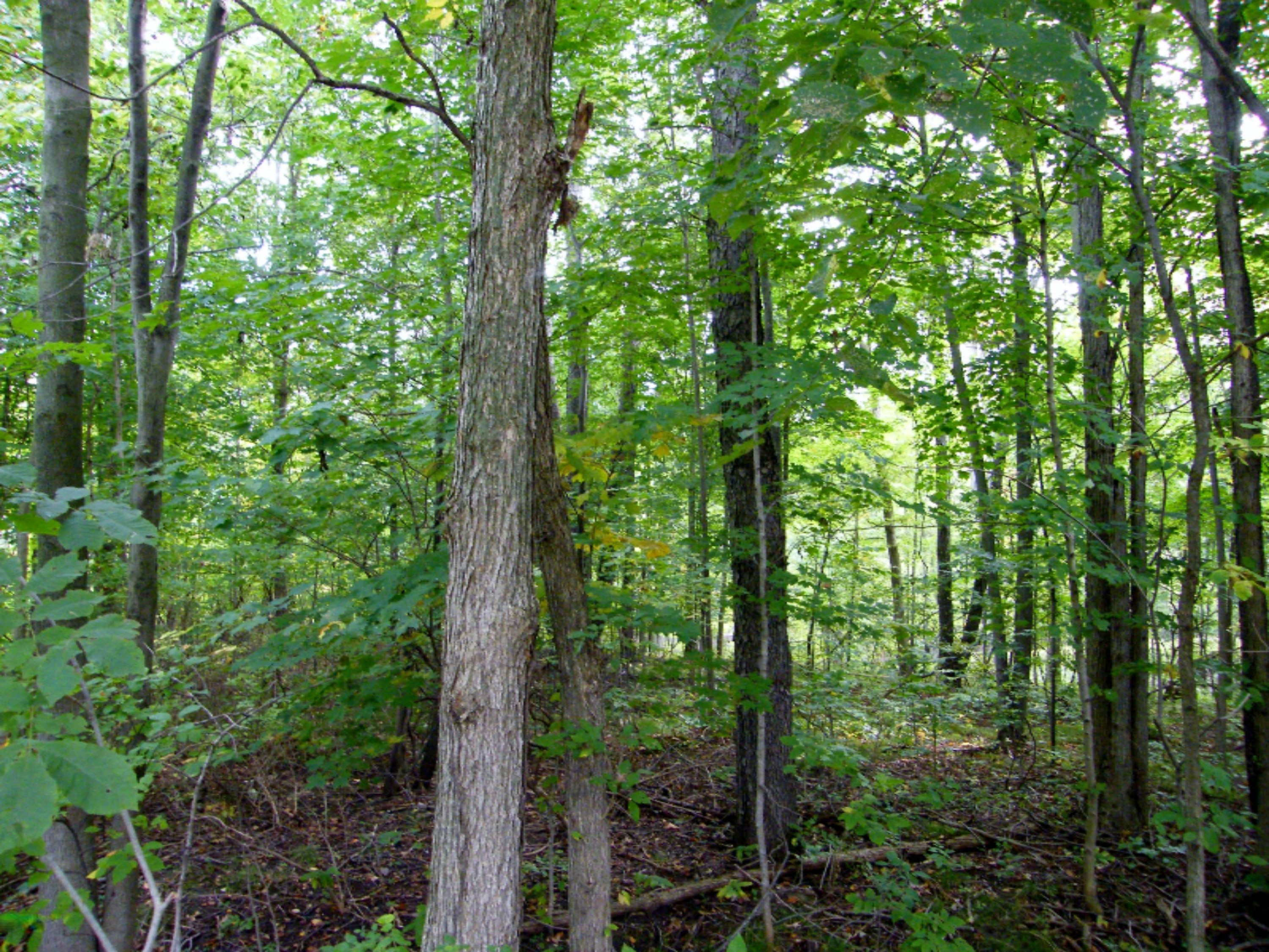 9449 West Garbow Road Middleville, MI 49333 - Photo 41 of 70 DSCF8257