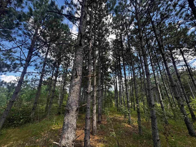 $200,000 | 40-ac Buttercup Avenue, Arkdale, WI 54613