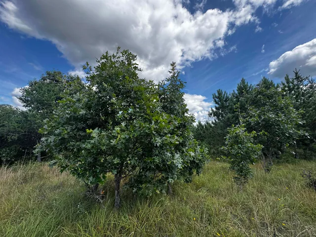 $200,000 | 40-ac Buttercup Avenue, Arkdale, WI 54613