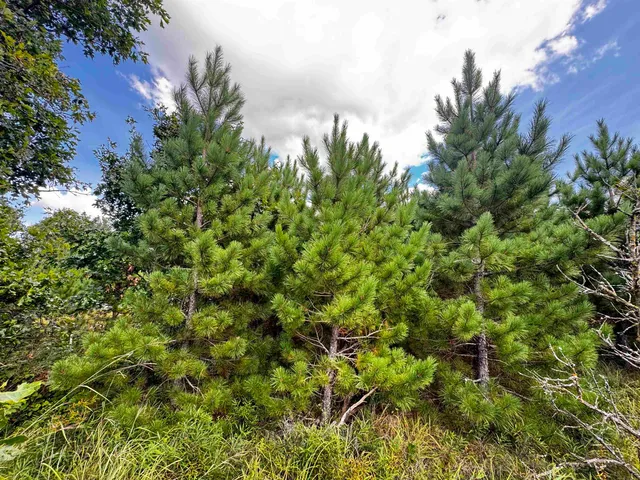 $200,000 | 40-ac Buttercup Avenue, Arkdale, WI 54613