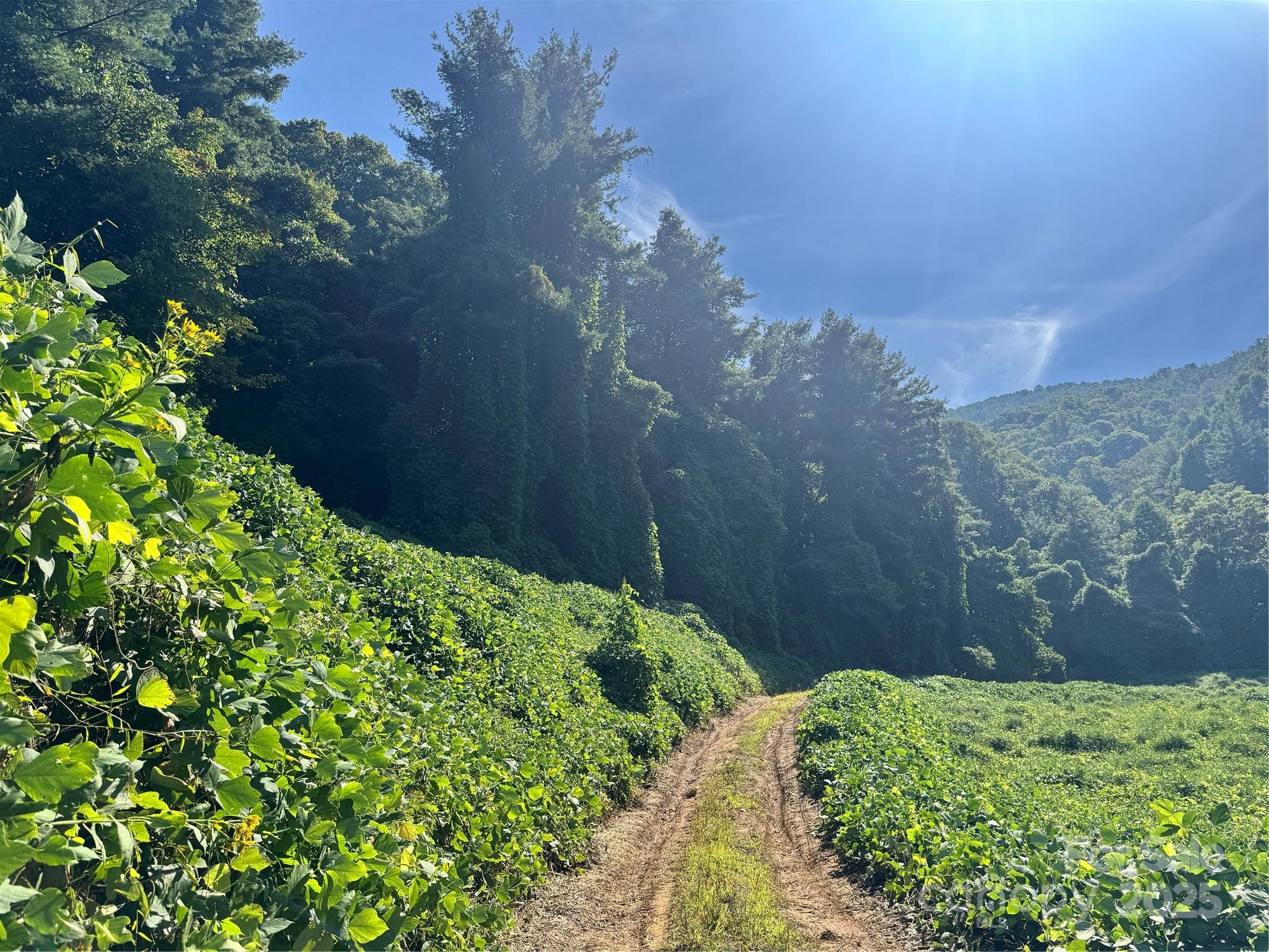 a backyard of a house with lots of green space