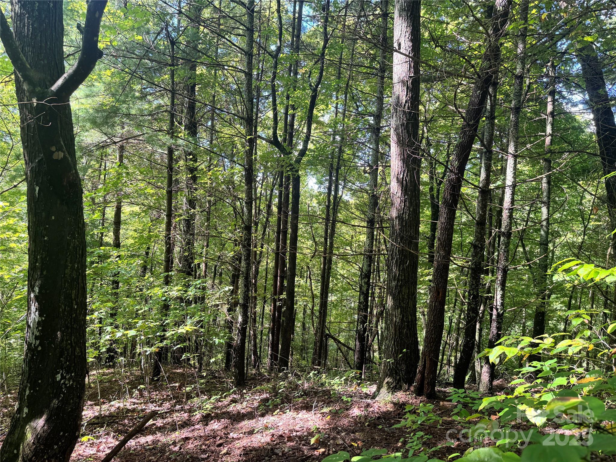 2252 Cutshall Town Road Marshall, NC 28753 - Photo 11 of 40 a view of forest