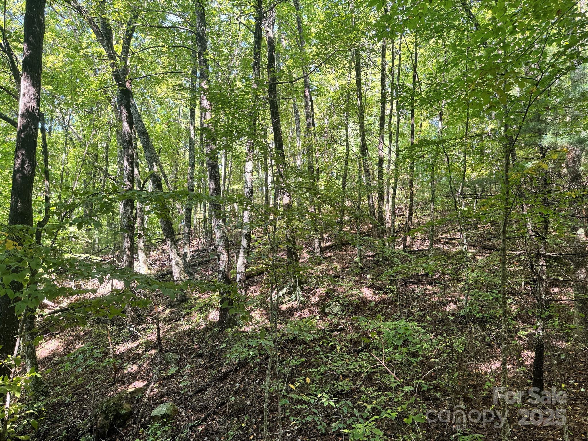 2252 Cutshall Town Road Marshall, NC 28753 - Photo 12 of 40 a view of a yard with plants and large trees
