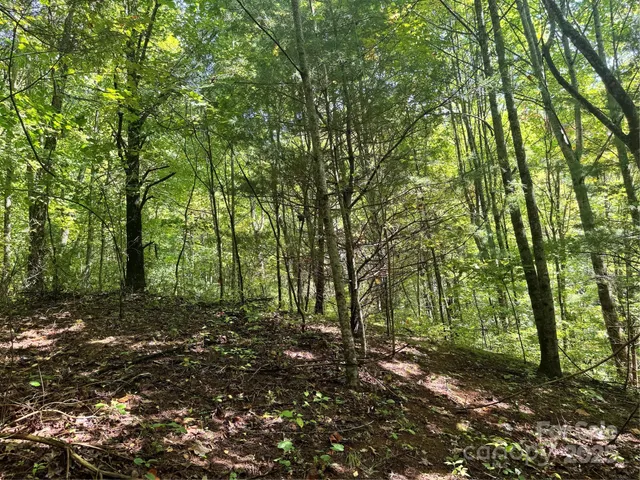 a big yard with lots of green space and trees
