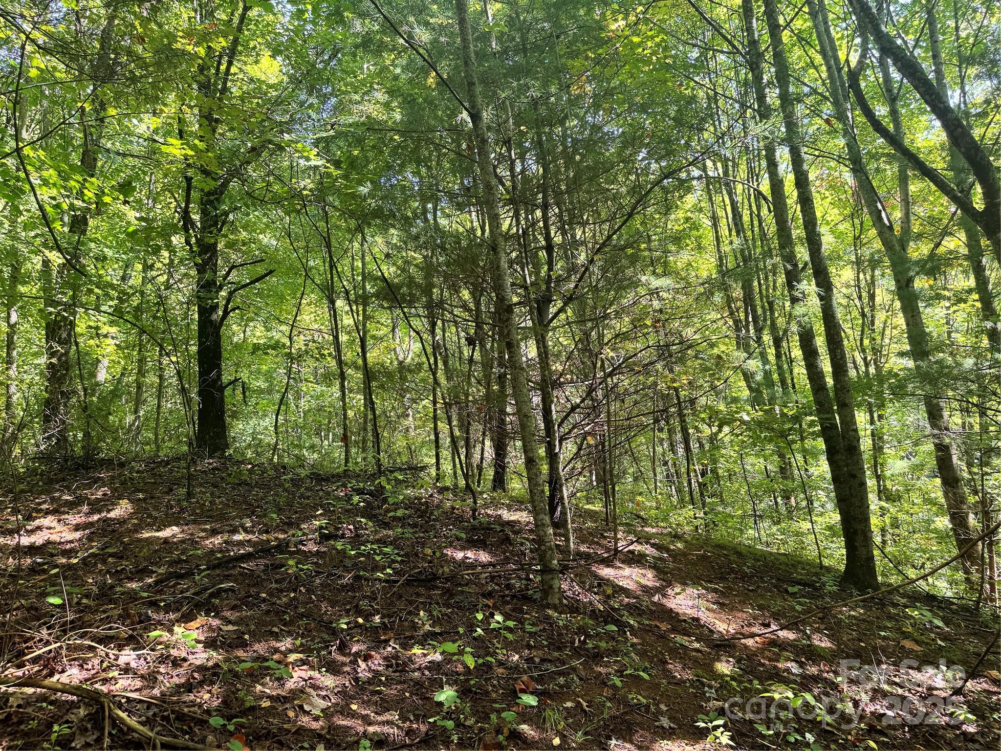 2252 Cutshall Town Road Marshall, NC 28753 - Photo 13 of 40 a big yard with lots of green space and trees