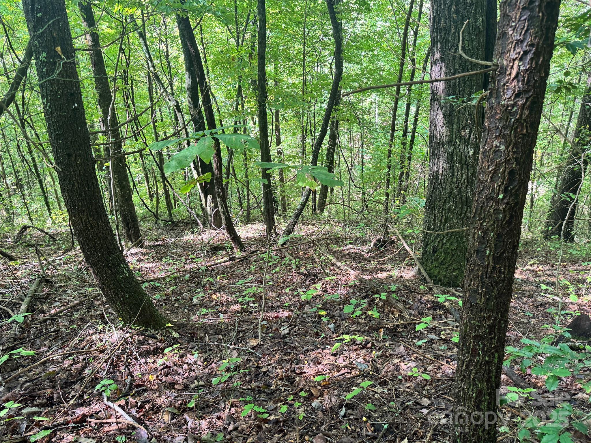 2252 Cutshall Town Road Marshall, NC 28753 - Photo 15 of 40 a view of a forest