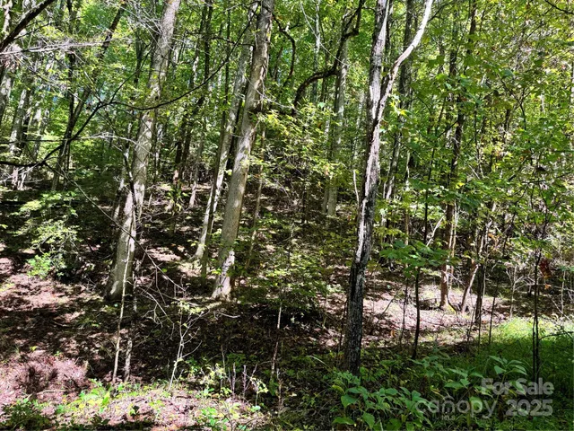 a view of a tree in a garden