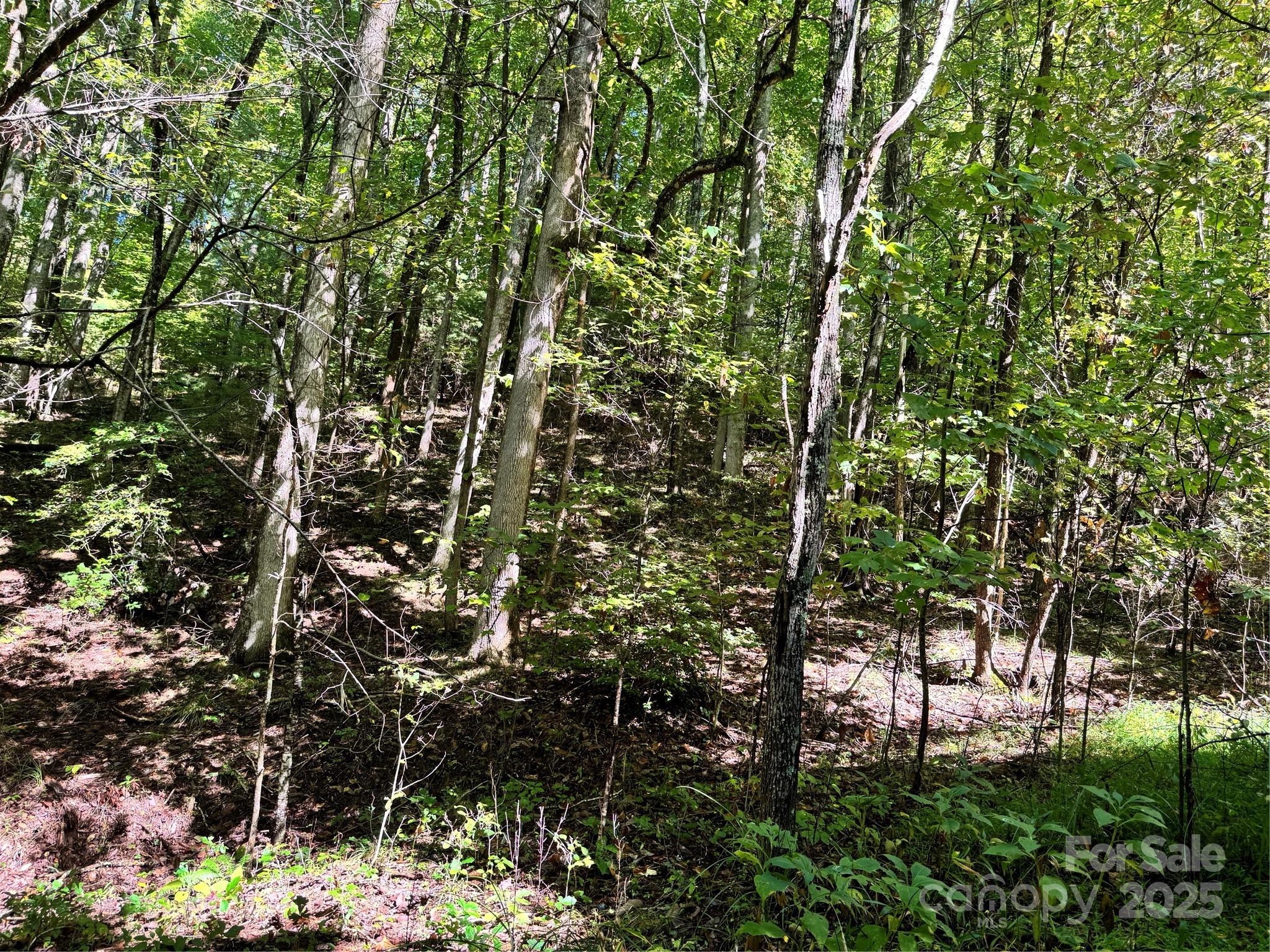 2252 Cutshall Town Road Marshall, NC 28753 - Photo 16 of 40 a view of a tree in a garden