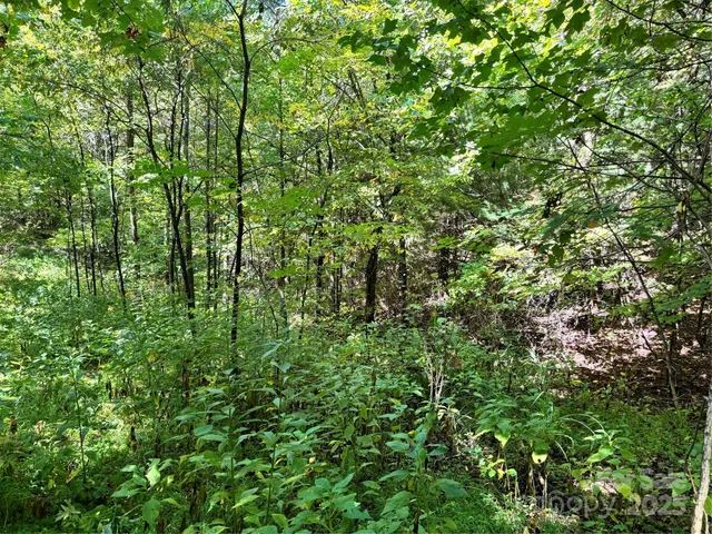 a view of a lush green forest