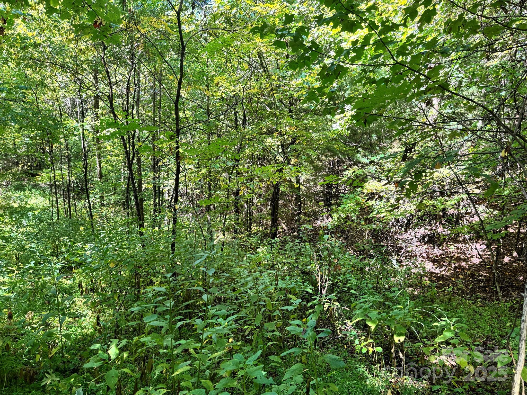 2252 Cutshall Town Road Marshall, NC 28753 - Photo 17 of 40 a view of a lush green forest