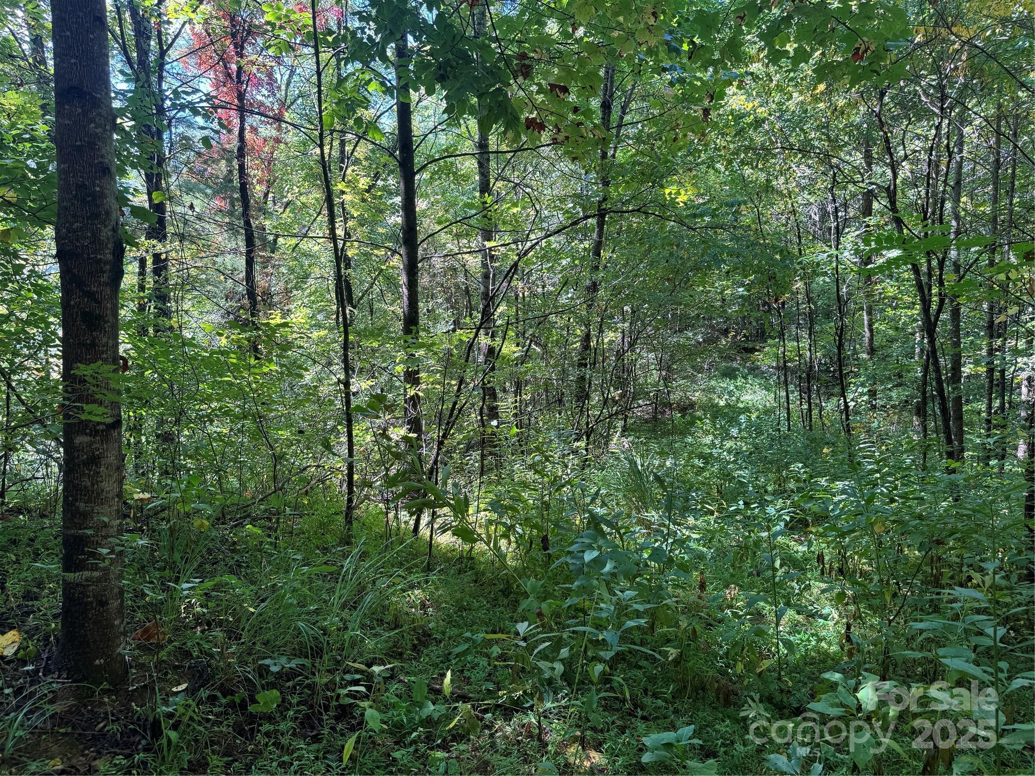 2252 Cutshall Town Road Marshall, NC 28753 - Photo 18 of 40