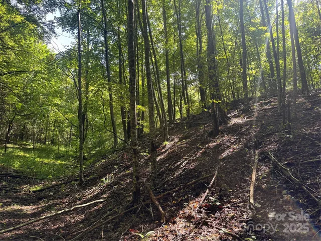 a view of a forest with trees