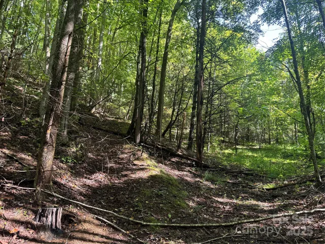 a view of a forest with lots of trees